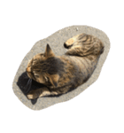 ねこ の みーこ（個別スタンプ：6）