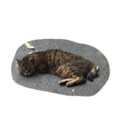 ねこ の みーこ（個別スタンプ：8）