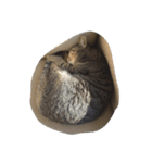 ねこ の みーこ（個別スタンプ：9）
