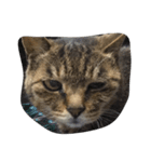 ねこ の みーこ（個別スタンプ：12）