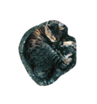 ねこ の みーこ（個別スタンプ：13）
