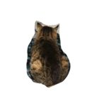 ねこ の みーこ（個別スタンプ：15）