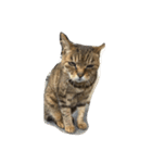 ねこ の みーこ（個別スタンプ：17）