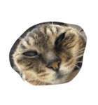 ねこ の みーこ（個別スタンプ：18）