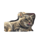 ねこ の みーこ（個別スタンプ：19）
