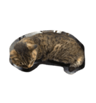 ねこ の みーこ（個別スタンプ：20）
