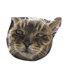 ねこ の みーこ（個別スタンプ：21）