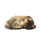 ねこ の みーこ（個別スタンプ：22）