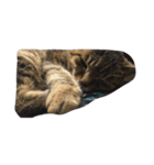 ねこ の みーこ（個別スタンプ：23）