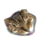 ねこ の みーこ（個別スタンプ：24）