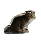 ねこ の みーこ（個別スタンプ：27）