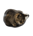 ねこ の みーこ（個別スタンプ：28）