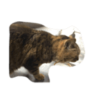 ねこ の みーこ（個別スタンプ：31）