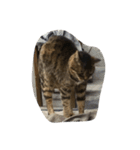ねこ の みーこ（個別スタンプ：34）