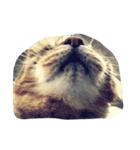 ねこ の みーこ（個別スタンプ：35）