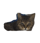 ねこ の みーこ（個別スタンプ：36）