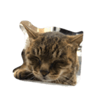 ねこ の みーこ（個別スタンプ：37）