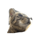 ねこ の みーこ（個別スタンプ：38）