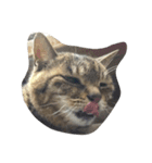 ねこ の みーこ（個別スタンプ：39）