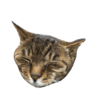 ねこ の みーこ（個別スタンプ：40）