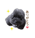 黒い弾丸トイプ（個別スタンプ：22）