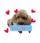 愛犬トイプードル☆日常①（個別スタンプ：16）