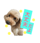 愛犬トイプードル☆日常①（個別スタンプ：23）