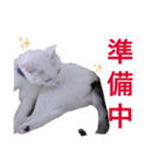 かるあとみるくの日常（個別スタンプ：7）