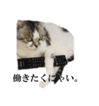 アロエはステキ（個別スタンプ：12）