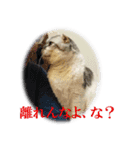 アロエはステキ（個別スタンプ：13）