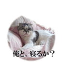 アロエはステキ（個別スタンプ：14）