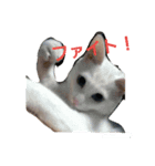 にゃん太な日々（個別スタンプ：3）