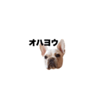 hello french bulldog（個別スタンプ：1）