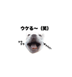 hello french bulldog（個別スタンプ：2）