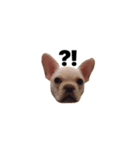 hello french bulldog（個別スタンプ：3）