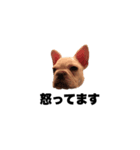 hello french bulldog（個別スタンプ：4）