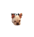 hello french bulldog（個別スタンプ：5）