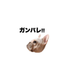 hello french bulldog（個別スタンプ：6）