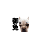 hello french bulldog（個別スタンプ：7）
