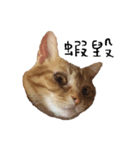 lovely cat emoji（個別スタンプ：1）