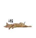 lovely cat emoji（個別スタンプ：2）