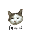 lovely cat emoji（個別スタンプ：3）