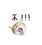 lovely cat emoji（個別スタンプ：4）