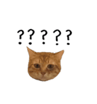 lovely cat emoji（個別スタンプ：6）