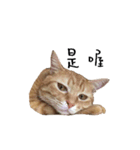 lovely cat emoji（個別スタンプ：7）