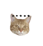 lovely cat emoji（個別スタンプ：8）
