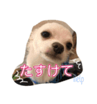 チワワのそらくん③（個別スタンプ：32）