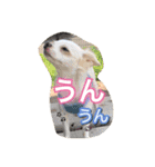 チワワのそらくん③（個別スタンプ：40）