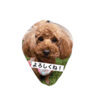 金谷さんちのはなちゃん2（個別スタンプ：10）