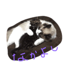 しっぽ‼︎（個別スタンプ：2）